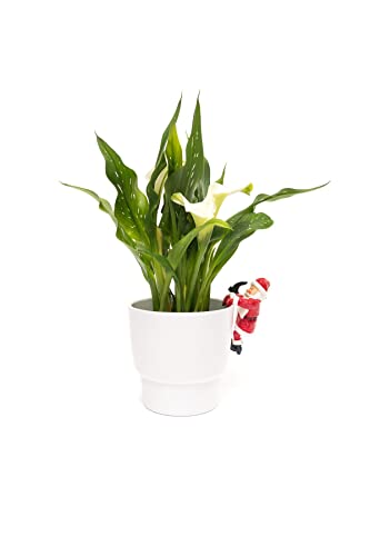 Pot Buddies Blumentopf-Aufhänger für Weihnachtsmann, Weihnachtsmann von Potty Feet