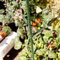 Tomaten-Rankturm 150x30 cm von Powertec