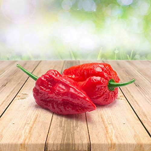 Bhut Jolokia 12 x Samen aus Portugal 100% Natürlich ohne Chemische Anzuchthilfe oder Gentechnik… von prademir