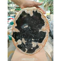 5, 5Kg/505 | 41x30x2cm Erstaunliche Bicolors Schwarz Weiß" Aus Opalisiertem Versteinertem Holz Vollpolierte Oberfläche Seltene Sammelplatte von PreciousStoneID
