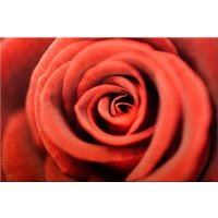 Wall-Art Metallbild "Rote Rose" von Wall-Art