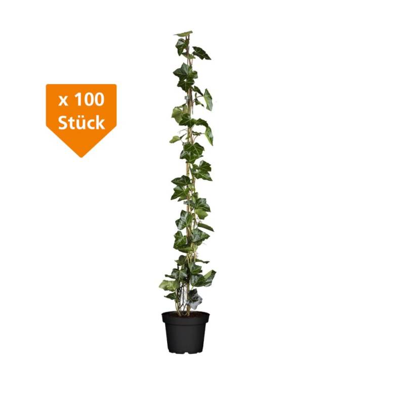 Großblättriger Efeu Hedera helix hibernica H 100 - 120 cm, 100 Stück von Premoplan