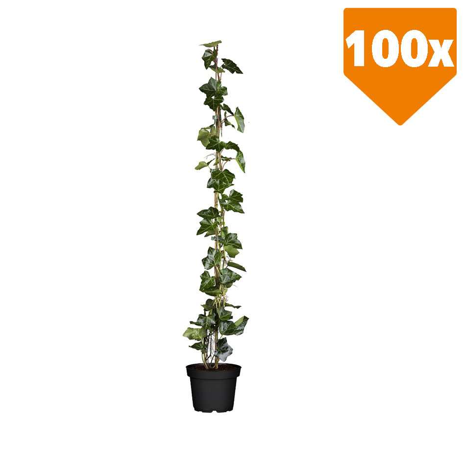 Großblättriger Efeu Hedera helix hibernica H 100 - 120 cm, 100 Stück von Premoplan