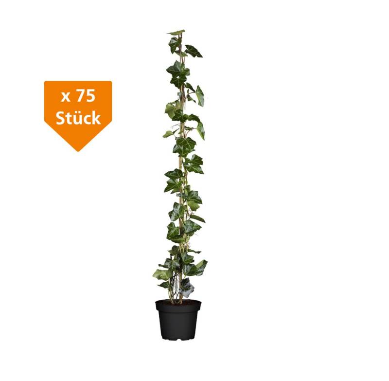 Großblättriger Efeu Hedera helix hibernica H 140 - 160 cm, 75 Stück von Premoplan