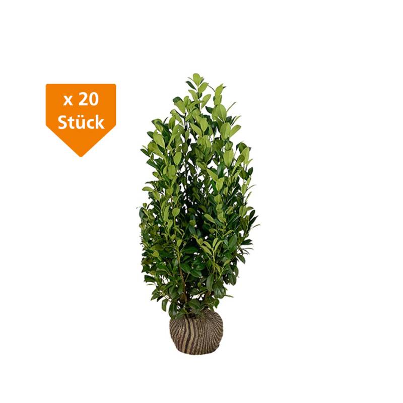 Kirschlorbeer Obelisk Prunus laur. Obelisk H 100 - 125 cm, 20 Stück von Premoplan