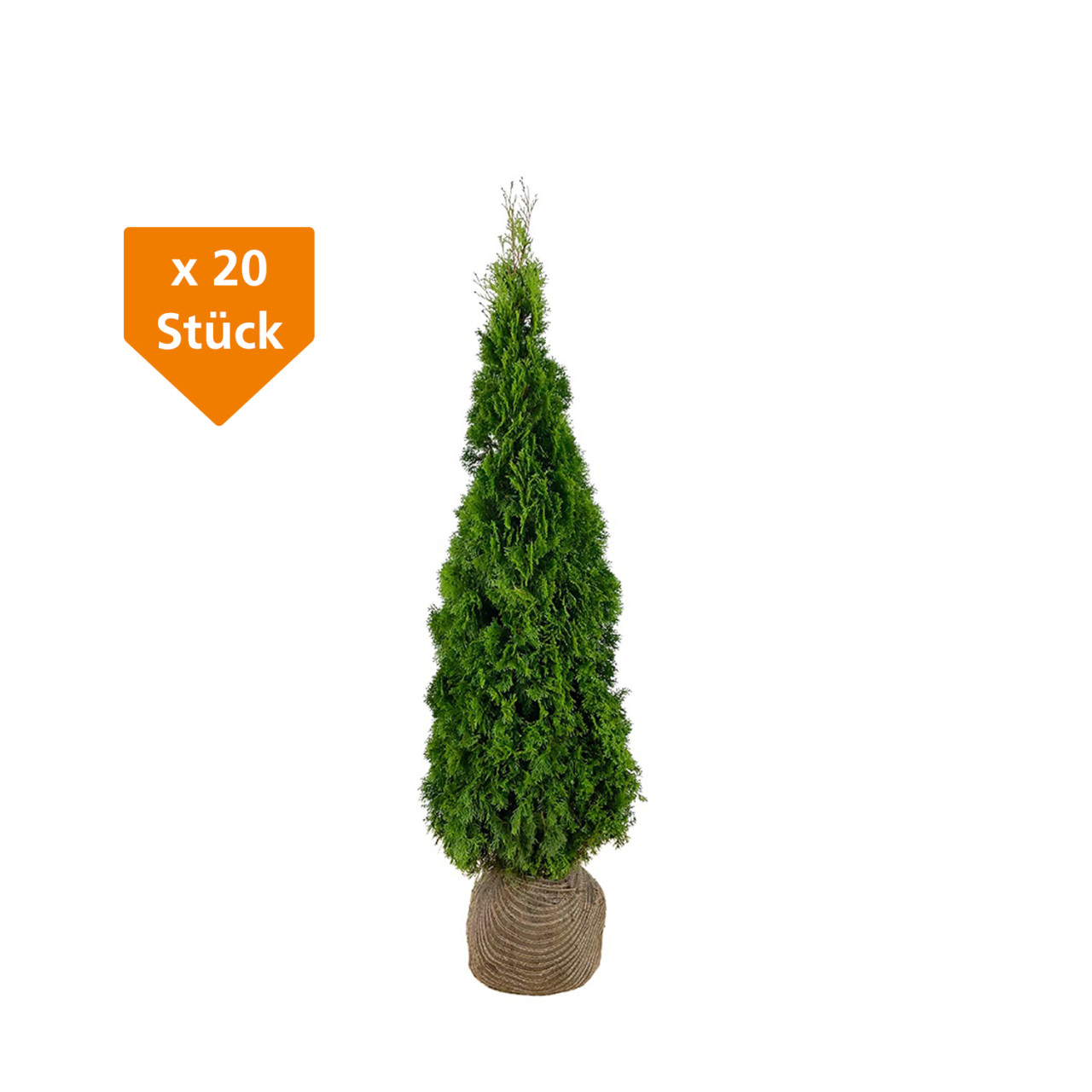 Lebensbaum Thuja occ. Smaragd H 100 - 120 cm, 20 Stück von Premoplan