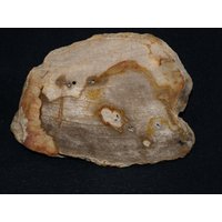 Echte Fossile Versteinerte Holz Scheibe | Diperocarpus von Prettyfossilsnthings