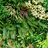 Primaflor-Ideen in Textil Kunstpflanze "Kunstpflanze Pflanzenwand 100x100" Wanddeko, realistische Optik, In- und Outdoor geeignet, UV-beständig Primaflor-Ideen in Textil Kunstpflanze "Kunstpflanze Pflanzenwand 100x100" Wanddeko, realistische Optik, In- und Outdoor geeignet, UV-beständig von Primaflor-Ideen In Textil