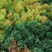 Primaflor-Ideen in Textil Kunstpflanze "Kunstpflanze Pflanzenwand 100x100" Wanddeko, realistische Optik, In- und Outdoor geeignet, UV-beständig Primaflor-Ideen in Textil Kunstpflanze "Kunstpflanze Pflanzenwand 100x100" Wanddeko, realistische Optik, In- und Outdoor geeignet, UV-beständig von Primaflor-Ideen In Textil