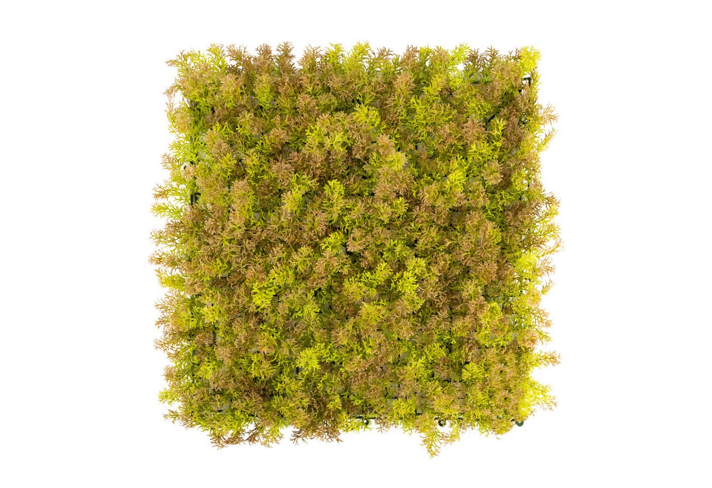 Kunstpflanze Pflanzenwand, 50x50cm Moos oder Ilex, Primaflor-Ideen in Textil, Wanddeko, realistische Optik, In- und Outdoor geeignet, UV-beständig Kunstpflanze Pflanzenwand, 50x50cm Moos oder Ilex, Primaflor-Ideen in Textil, Wanddeko, realistische Optik, In- und Outdoor geeignet, UV-beständig von Primaflor-Ideen in Textil