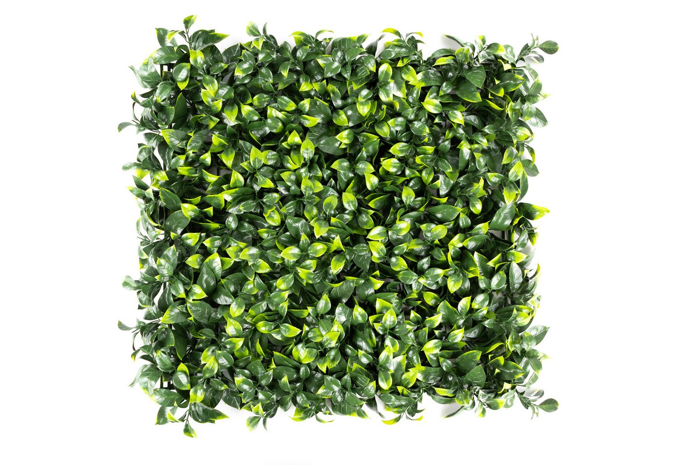 Kunstpflanze Pflanzenwand, 50x50cm Moos oder Ilex, Primaflor-Ideen in Textil, Wanddeko, realistische Optik, In- und Outdoor geeignet, UV-beständig Kunstpflanze Pflanzenwand, 50x50cm Moos oder Ilex, Primaflor-Ideen in Textil, Wanddeko, realistische Optik, In- und Outdoor geeignet, UV-beständig von Primaflor-Ideen in Textil