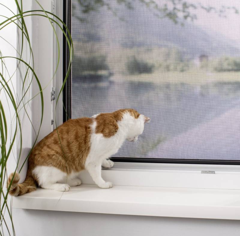 Primaster Fliegengitter-Gewebe Primaster Pet-Protect Gewebe 120 x 150 cm schwarz von Primaster