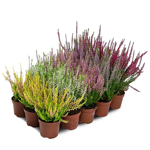 Besenheide Calluna Vulgaris Pflanze im Topf - Winterhart - Farbmischung (15 Stück / 5 Farben) von Prime Garden