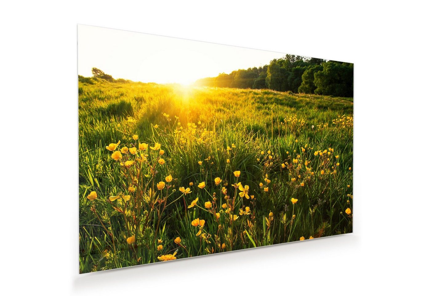 Primedeco Glasbild Wandbild Frühlingsblumen in Sonne mit Aufhängung, Natur von Primedeco