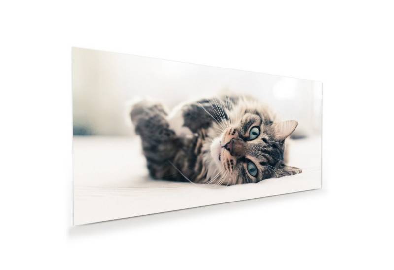 Primedeco Glasbild Wandbild Katze auf Bett mit Aufhängung, Tiere von Primedeco