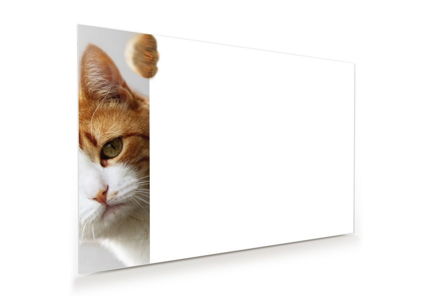 Primedeco Glasbild Wandbild Katze hinter Tür mit Aufhängung, Tiere von Primedeco