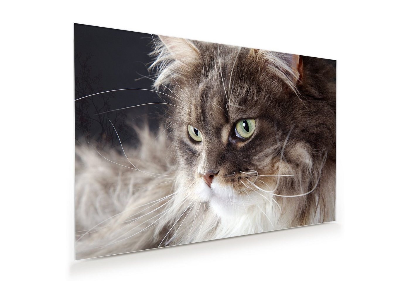 Primedeco Glasbild Wandbild Katze mit langem Fell mit Aufhängung, Tiere von Primedeco
