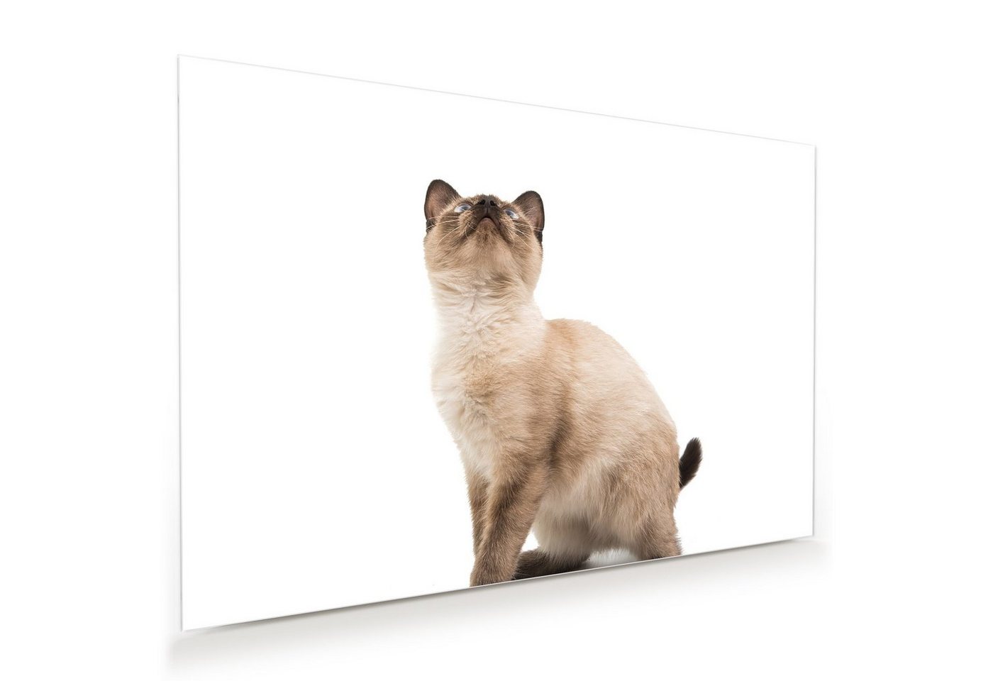 Primedeco Glasbild Wandbild Katze nach oben schauend mit Aufhängung, Tiere von Primedeco