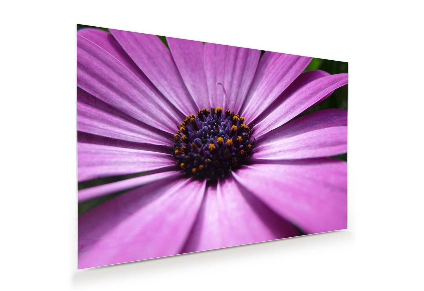 Primedeco Glasbild Wandbild Lila Blüte mit Aufhängung, Blumen von Primedeco