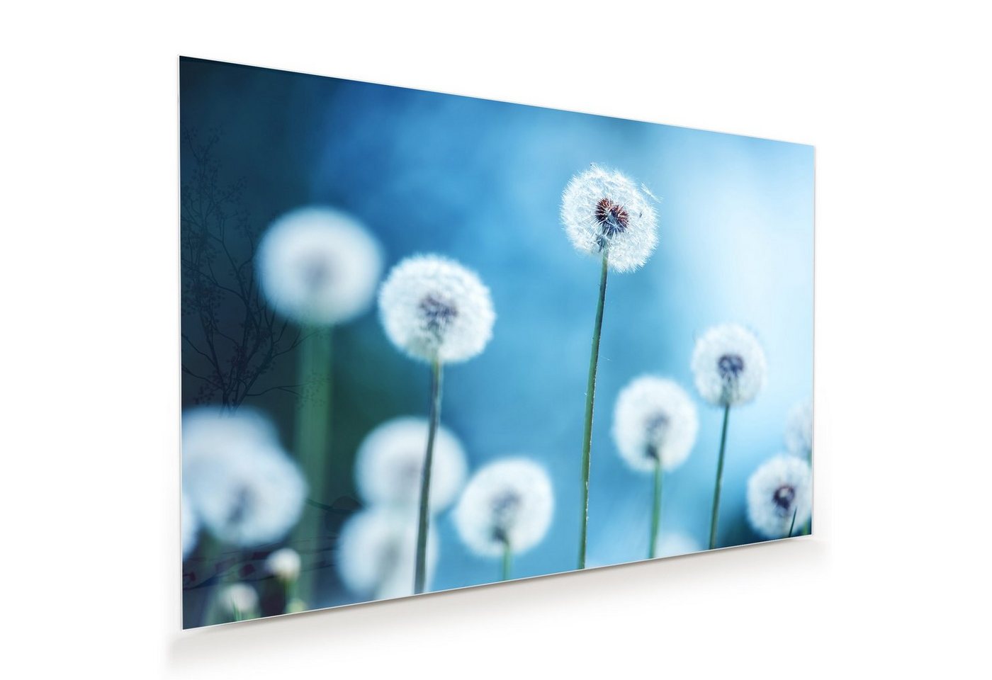 Primedeco Glasbild Wandbild Löwenzahn Blüten mit Aufhängung, Blumen von Primedeco