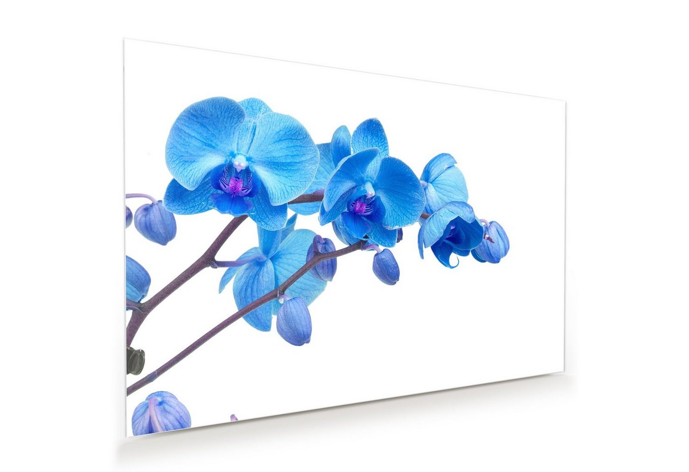 Primedeco Glasbild Wandbild Orchideenzweig mit Aufhängung, Blumen von Primedeco
