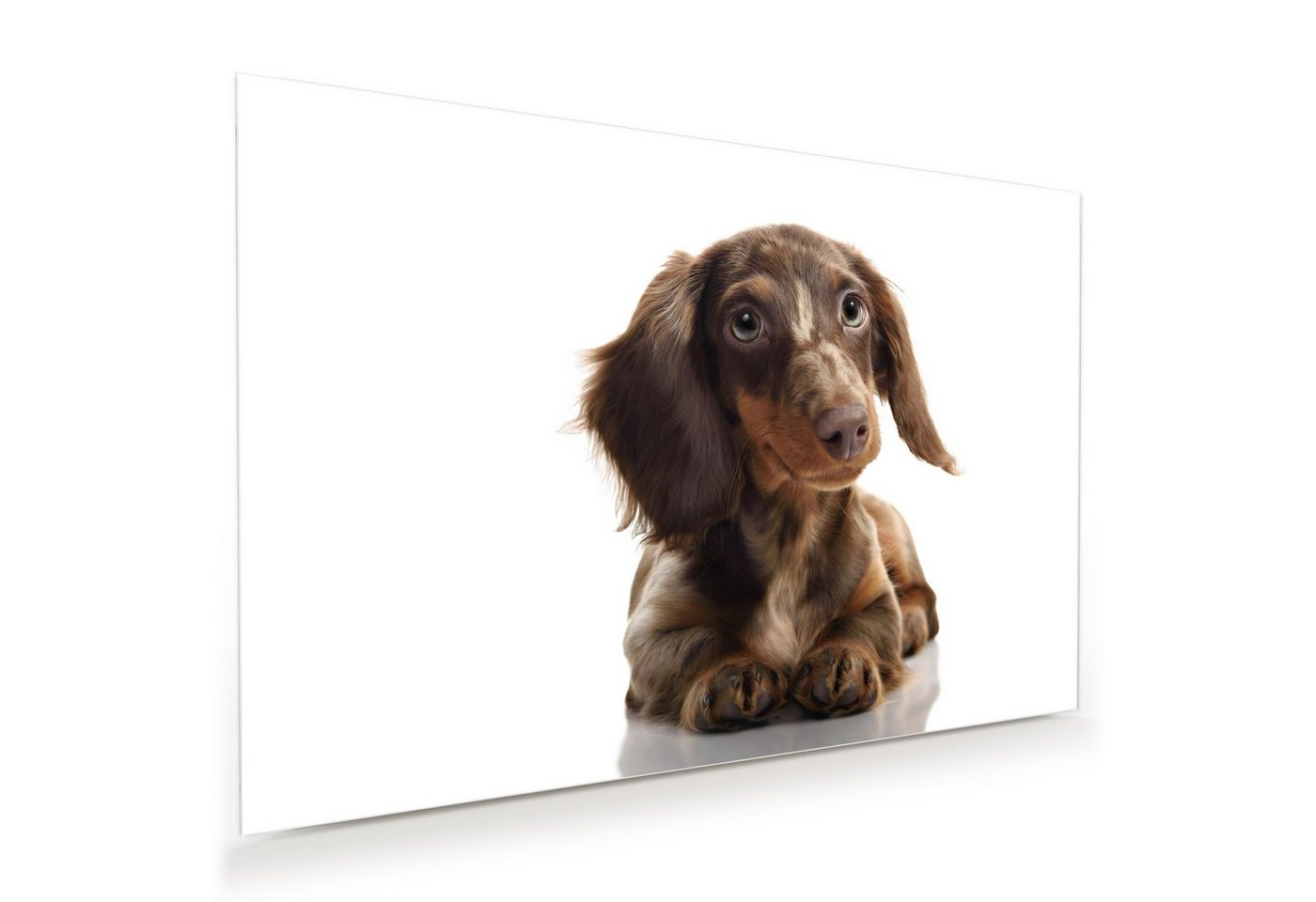 Primedeco Glasbild Wandbild Portrait brauner Hund mit Aufhängung, Tiere von Primedeco