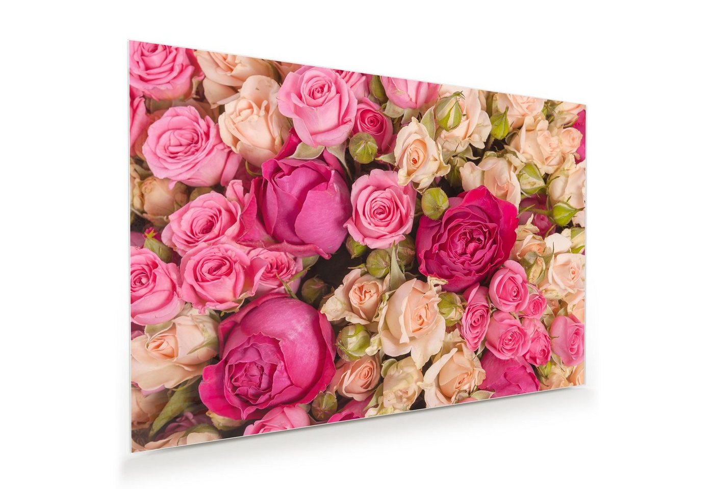Primedeco Glasbild Wandbild Rosenbusch mit Aufhängung, Blumen von Primedeco