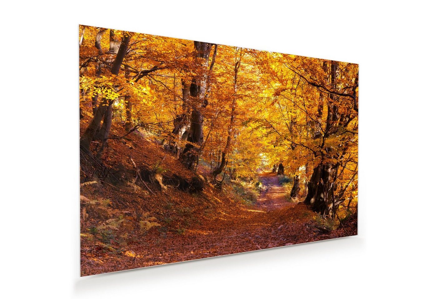 Primedeco Glasbild Wandbild Sonniger Wald mit Aufhängung, Natur von Primedeco