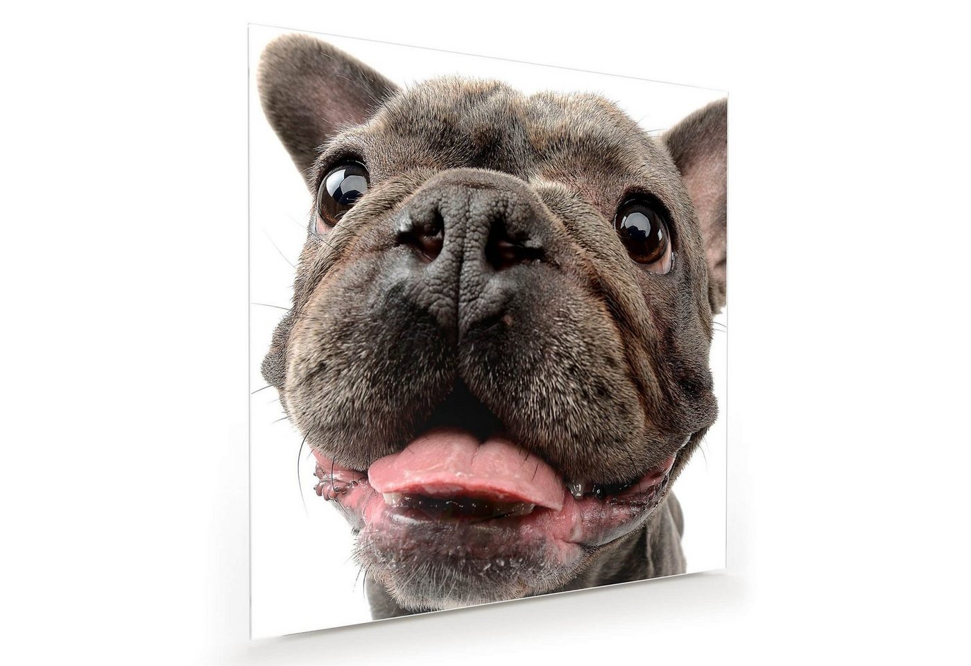 Primedeco Glasbild Wandbild Quadratisch Bulldogge von Nahemn mit Aufhängung, Tiere von Primedeco