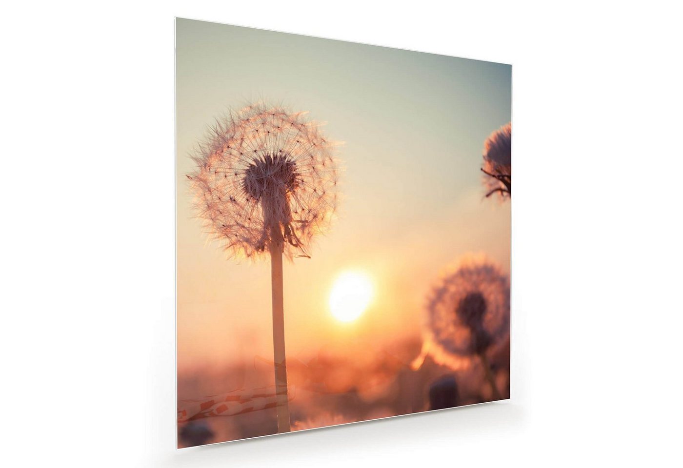 Primedeco Glasbild Wandbild Quadratisch Feld im Sonnenuntergang mit Aufhängung, Blumen von Primedeco