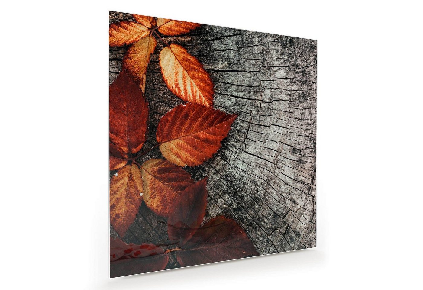 Primedeco Glasbild Wandbild Quadratisch Herbstblätter auf Stamm mit Aufhängung, Natur von Primedeco