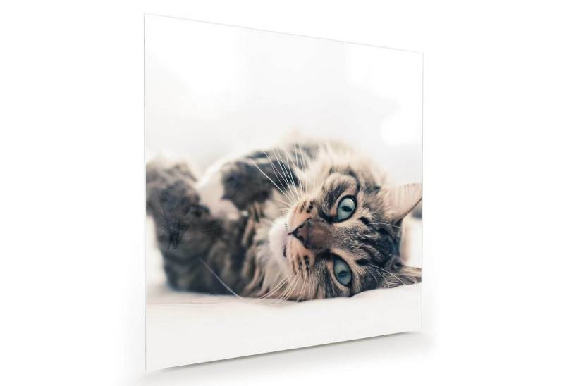 Primedeco Glasbild Wandbild Quadratisch Katze auf Bett mit Aufhängung, Tiere von Primedeco