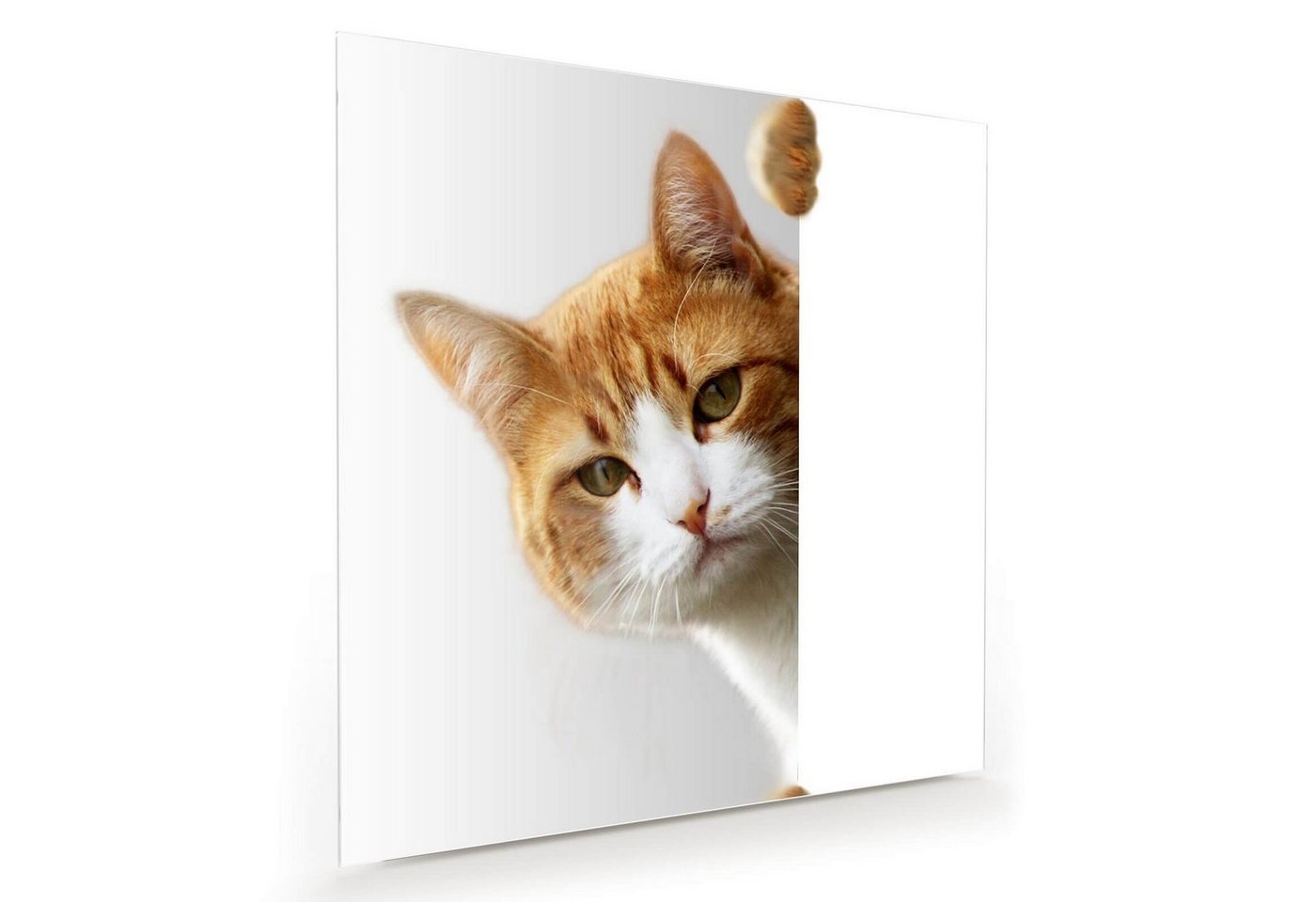 Primedeco Glasbild Wandbild Quadratisch Katze hinter Tür mit Aufhängung, Tiere von Primedeco