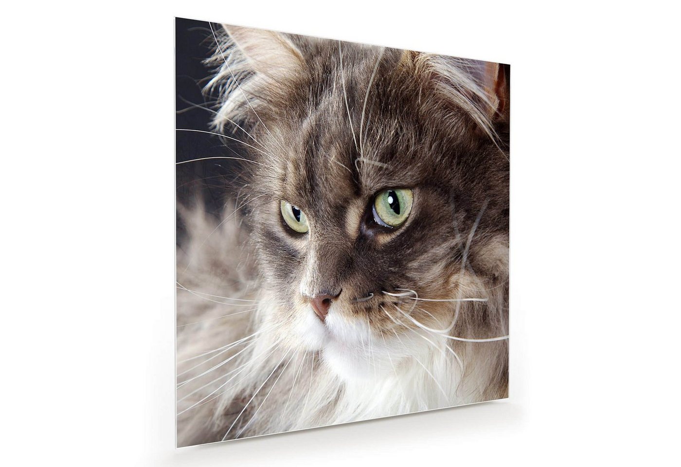 Primedeco Glasbild Wandbild Quadratisch Katze mit langem Fell mit Aufhängung, Tiere von Primedeco