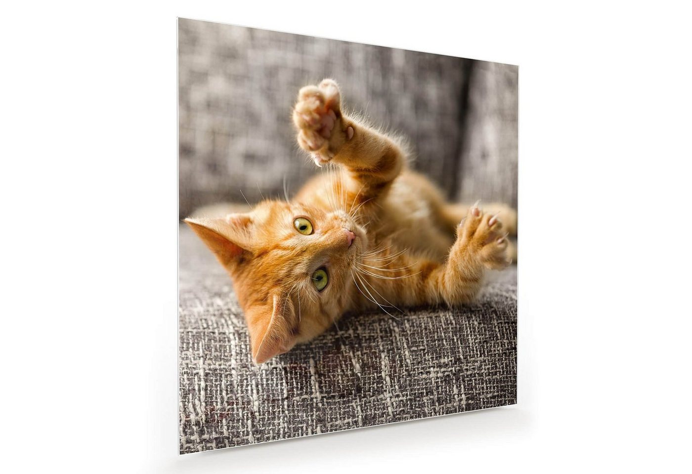 Primedeco Glasbild Wandbild Quadratisch Katze spielt auf Bett mit Aufhängung, Tiere von Primedeco