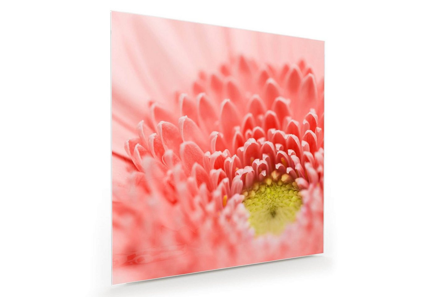 Primedeco Glasbild Wandbild Quadratisch Korallblume mit Aufhängung, Blumen von Primedeco