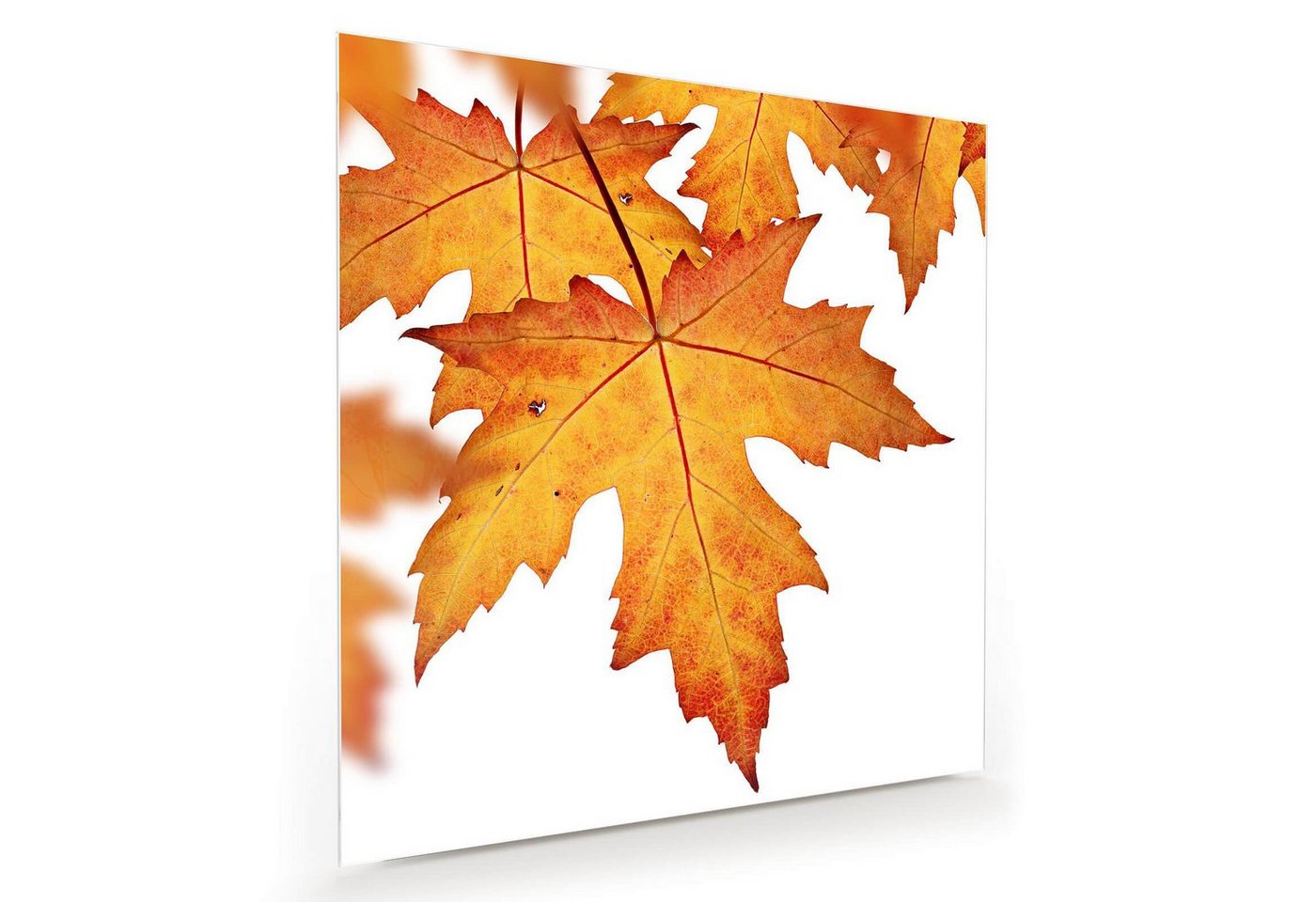 Primedeco Glasbild Wandbild Quadratisch Orange Herbstblätter mit Aufhängung, Natur von Primedeco