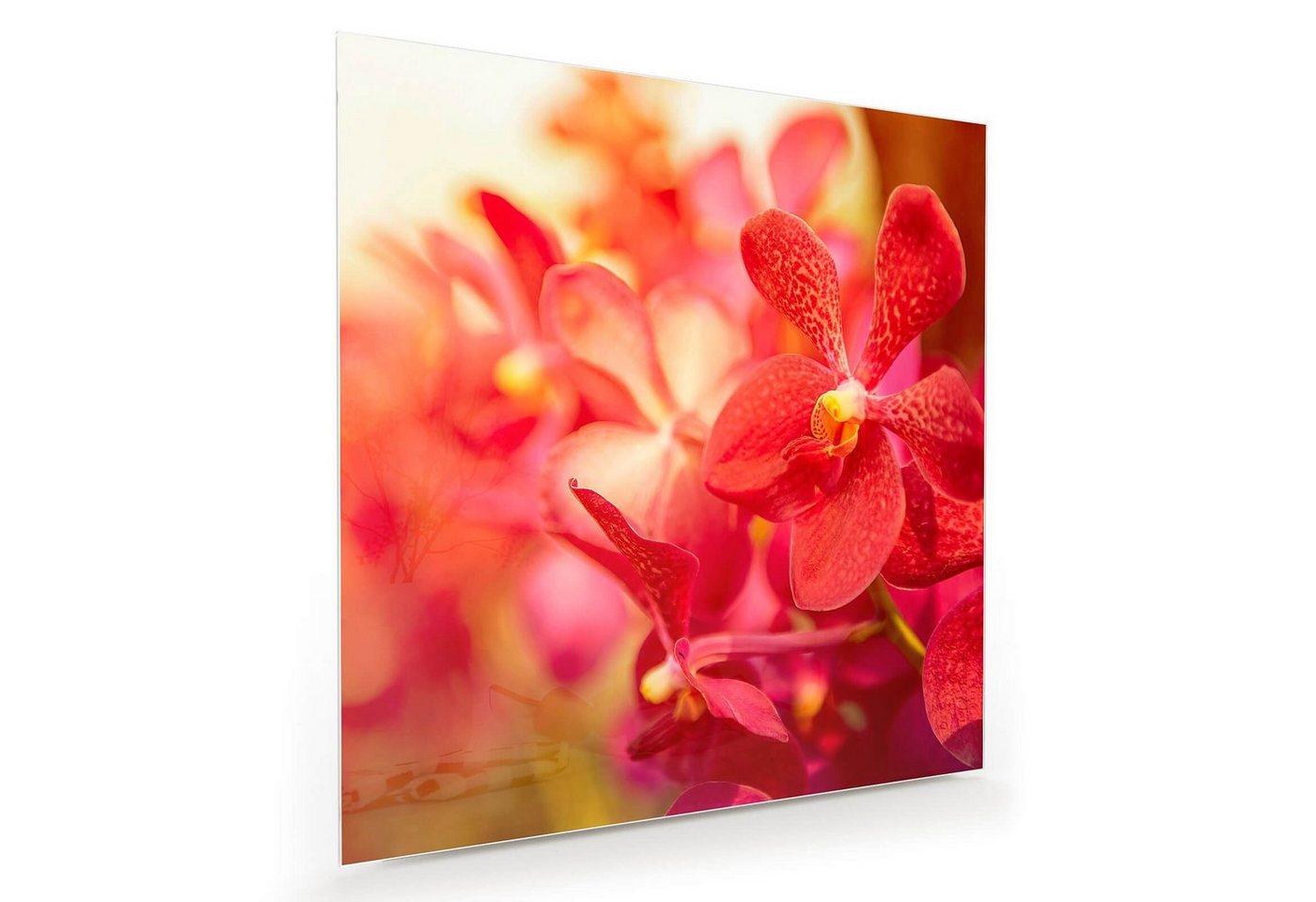 Primedeco Glasbild Wandbild Quadratisch Orchideen mit Aufhängung, Blumen von Primedeco