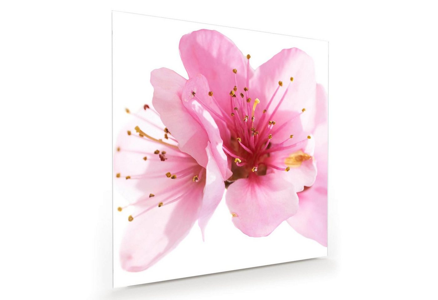 Primedeco Glasbild Wandbild Quadratisch Rosa Blüten mit Aufhängung, Blumen von Primedeco