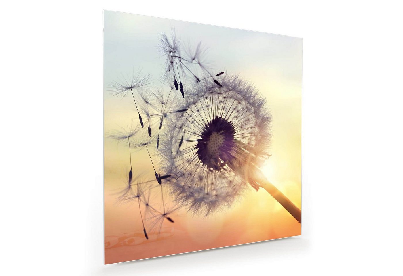 Primedeco Glasbild Wandbild Quadratisch Silhouette von Löwenzahn mit Aufhängung, Blumen von Primedeco