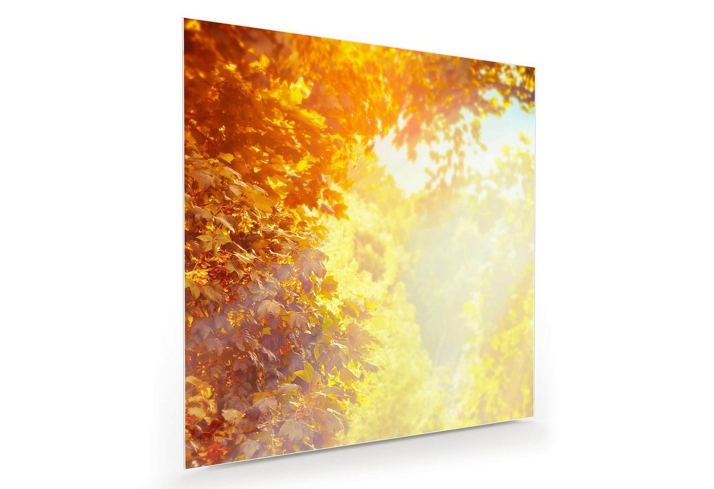 Primedeco Glasbild Wandbild Quadratisch Sonne im Herbst mit Aufhängung, Natur von Primedeco