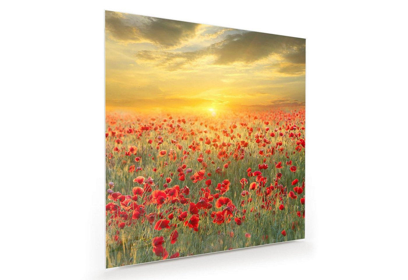 Primedeco Glasbild Wandbild Quadratisch Sonnenuntergang mit Aufhängung, Blumen von Primedeco