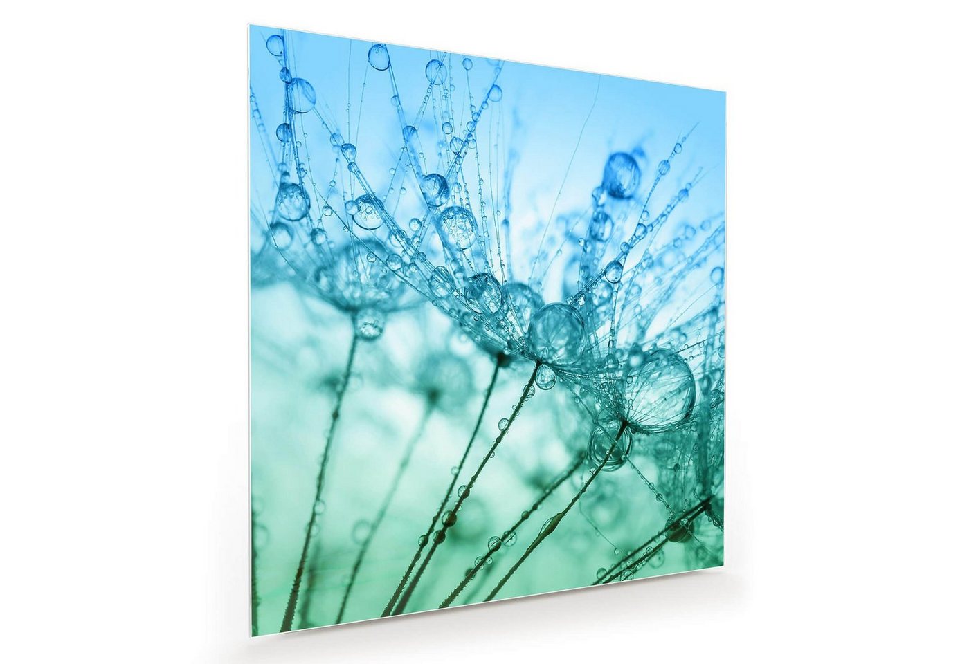 Primedeco Glasbild Wandbild Quadratisch Wassertropfen auf Löwenzahn mit Aufhängung, Blumen von Primedeco