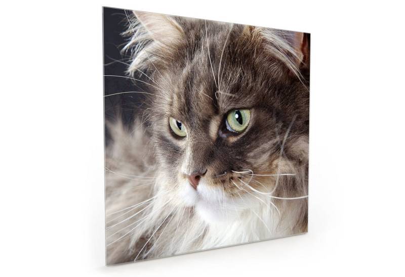 Primedeco Küchenrückwand Küchenrückwand Spritzschutz Glas mit Motiv Katze mit langem Fell von Primedeco