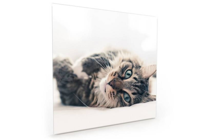 Primedeco Küchenrückwand Spritzschutz Glas Katze auf Bett von Primedeco