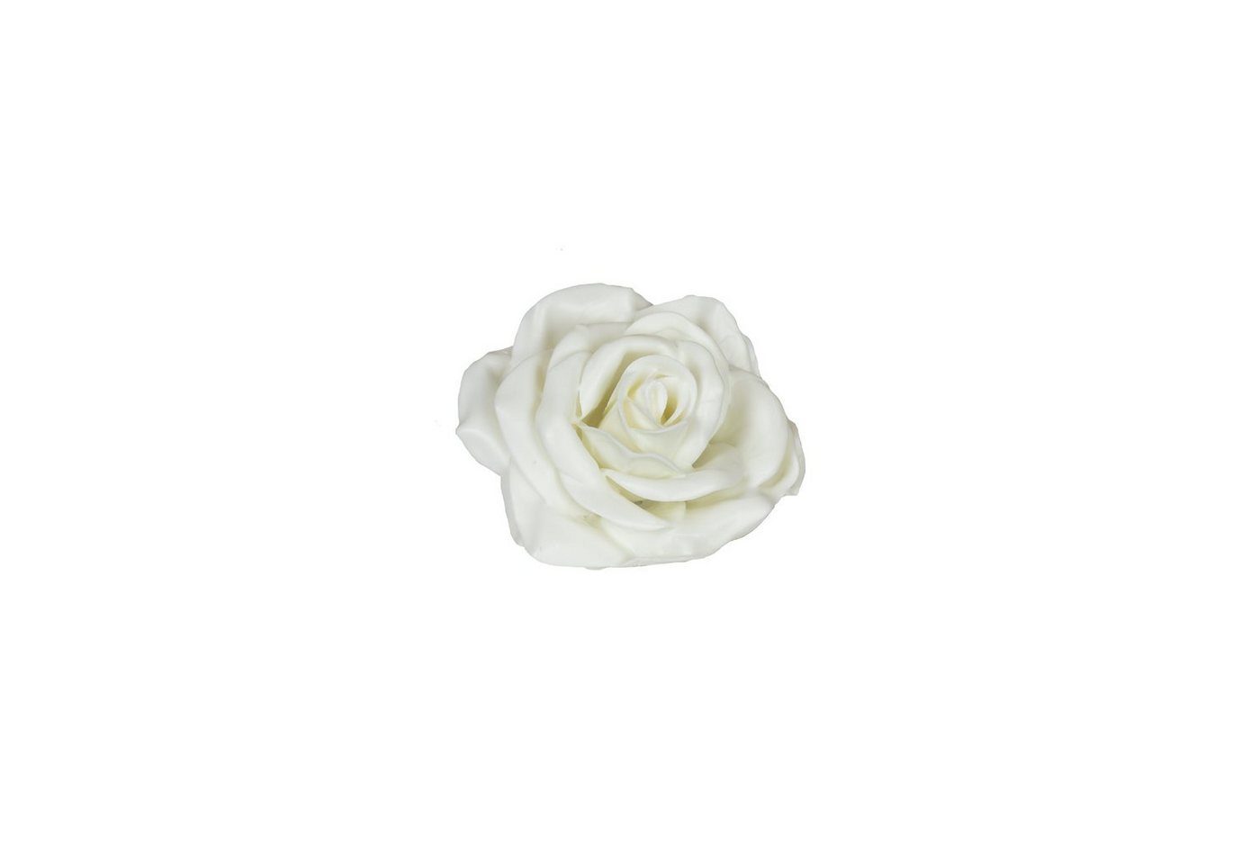 Trockenblume 10er-Set Wachsrose - Soft White, Primera, Höhe 20 cm von Primera