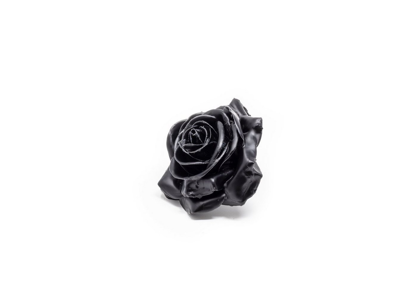 Trockenblume 12er Set Wachsrose - Black, Primera, Höhe 25 cm von Primera