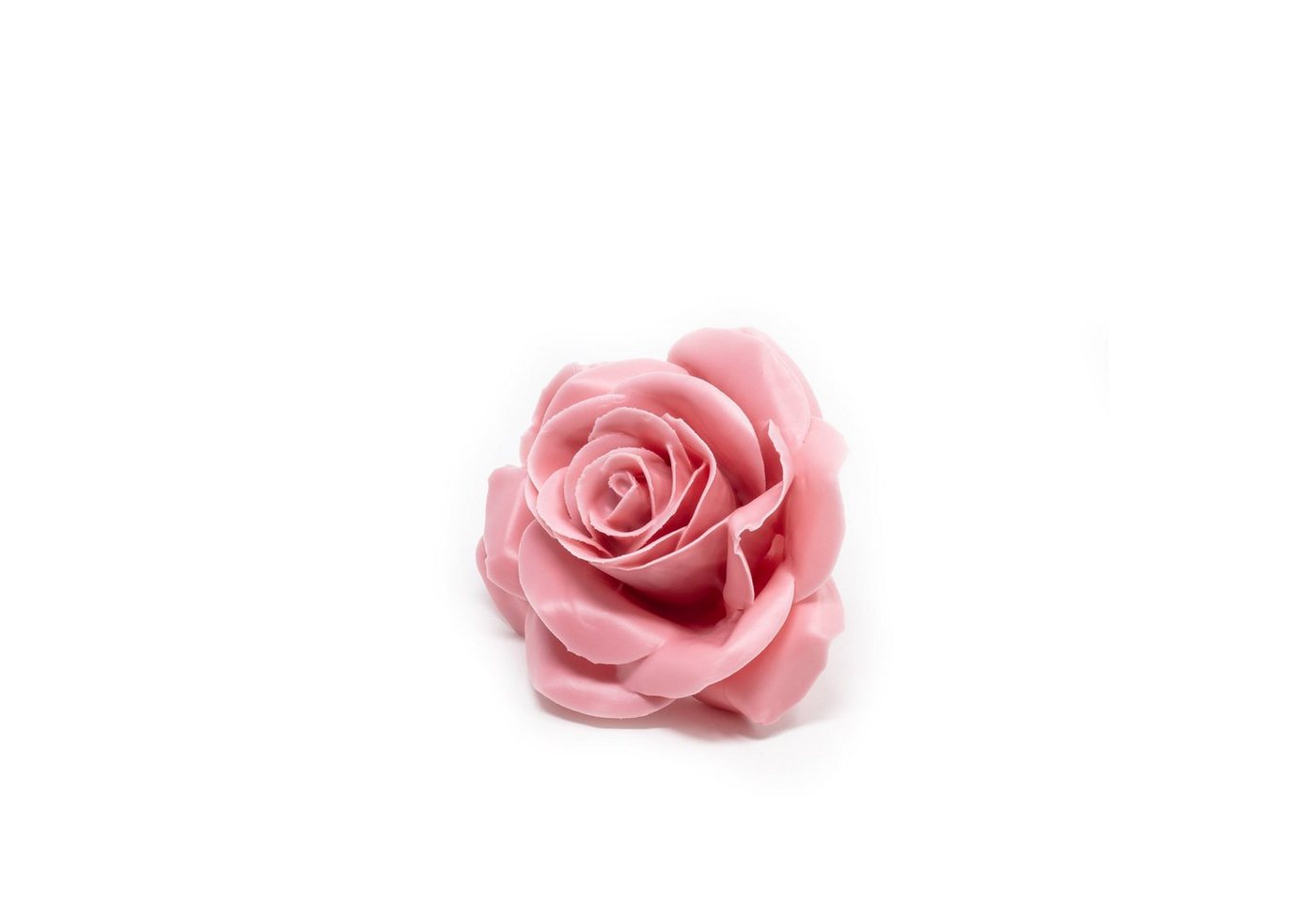 Trockenblume 12er Set Wachsrose - Pink Soft, Primera, Höhe 25 cm von Primera