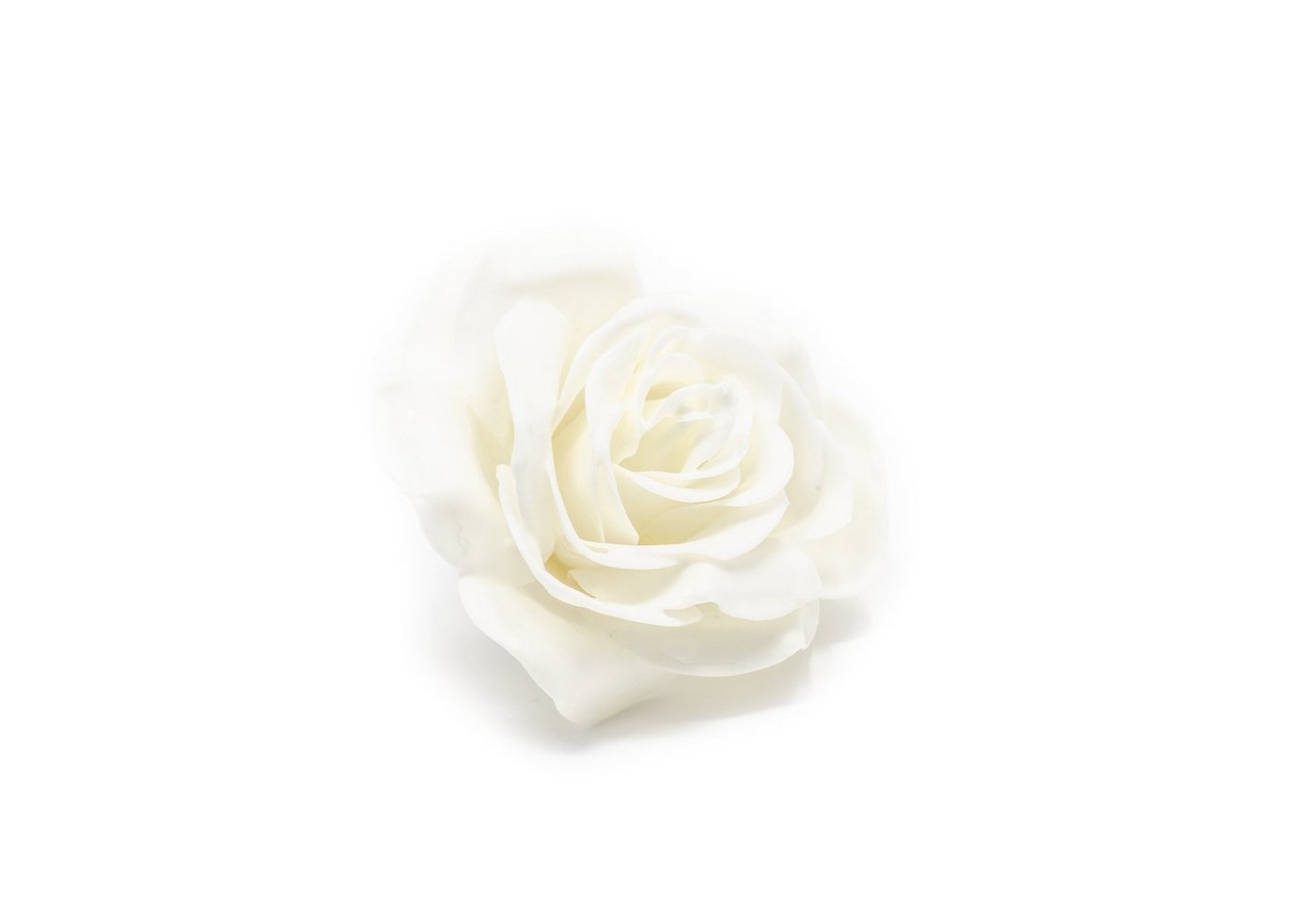 Trockenblume 12er Set Wachsrose - Soft White, Primera, Höhe 25 cm von Primera
