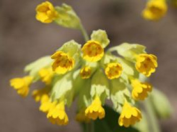 Echte Schlüsselblume 'Cabrillo', Primula veris 'Cabrillo', Topfware von Primula veris 'Cabrillo'